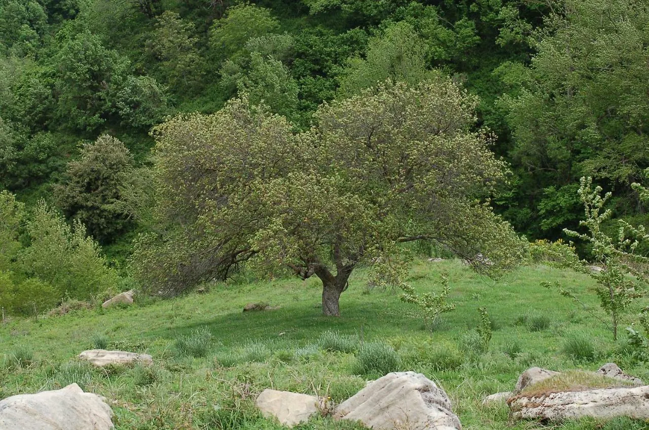 Alloggio per agriturismo Agriturismo Il Capitano Villa Floresta